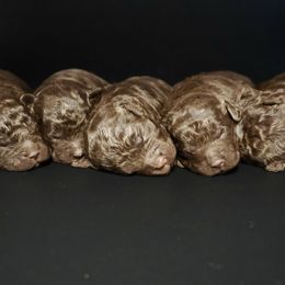 Lagotto Romagnolo puppies from Michigan Lagotto