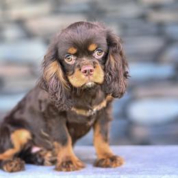 Jack - Chocolate male Cavalier King Charles Spaniel puppy in Sugarcreek, Ohio from Chocolate Cavalier