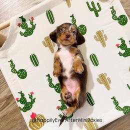 Juliette - Chocolate and tan female Dachshund puppy in Robesonia, Pennsylvania from Happily Ever After’s Puppies