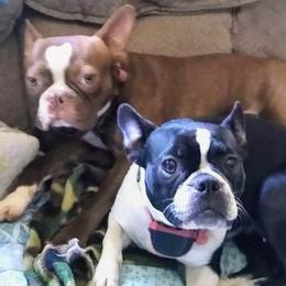 Boston Terriers from Shadow Town Boston's