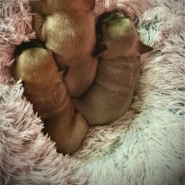 French Bulldog puppies from Fabulouslee French