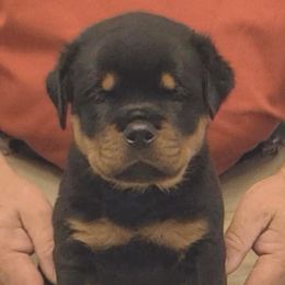 Gauge (Blue collar) - Black and mahogany male Rottweiler puppy in Carnesville,, Georgia from Von Knopf Rottweilers