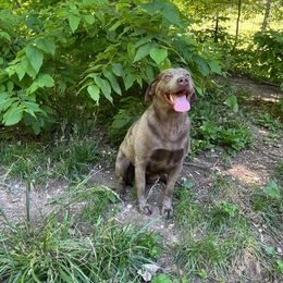 Remmi - Labrador Retriever