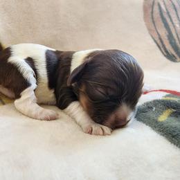 AKC Charlie Brown ( Sable Roan ) - Brown roan male Cocker Spaniel puppy in New Market, Tennessee from Down in the Holler