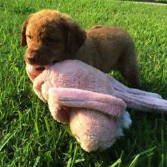 Chesapeake Bay Retriever Puppies from Monarch Chesapeakes