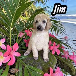 Jim - Cream male Poodle puppy in Port Orange, Florida from Daytona’s Standard Poodles