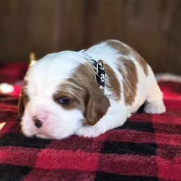 Vixen - Blenheim male Cavalier King Charles Spaniel puppy in Preston, Maryland from Katie's Pups