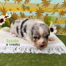 Scooby - Blue merle male Australian Shepherd puppy in El Dorado Springs, Missouri from OR Aussies