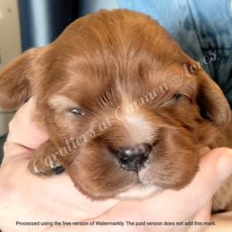 AKC DeeDee - Ruby female Cavalier King Charles Spaniel puppy in Moscow Mills, Missouri from Cavaliers King Charles Spaniels at Carmen Acres Farm