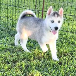 Adina - Gray and white female Siberian Husky puppy in Collins, Iowa from Homegrown Huskies