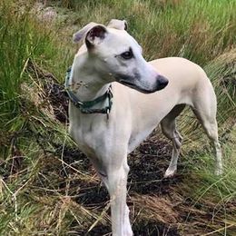Whippets from Raven Farm