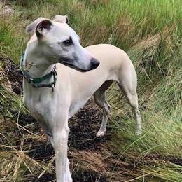 Whippets from Raven Farm