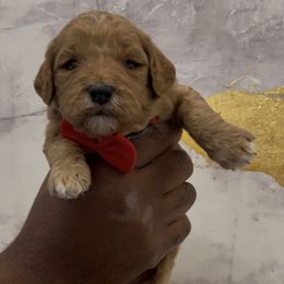 Candy Cane - Red  female Goldendoodle puppy in Richmond, Texas from Harper’s Heartbeats