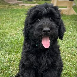 Yarrow - Merle male Goldendoodle puppy in Kansas City, Missouri from Beary GoldenDoodles