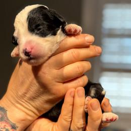 MUFFIN - Black and white female Sheepadoodle puppy in Riverside, California from Downtown Doodles & Frenchies