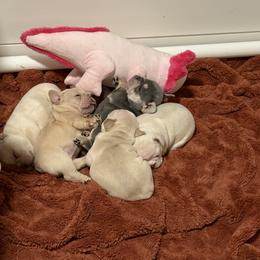 French Bulldog Puppies from Foster Lake Frenchies
