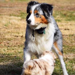 Luna - Australian Shepherd