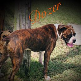 Dozer  - Boxer