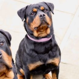 Rottweilers from Muletown Rotties