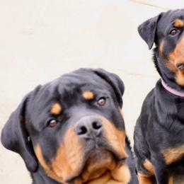 Rottweilers from Muletown Rotties