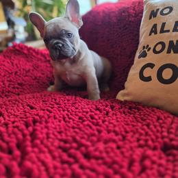 Boy 1 - Blue fawn male French Bulldog puppy in Crane, Missouri from James River French Bulldogs