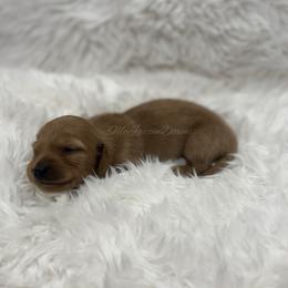 Pecan - Red male Dachshund puppy in Chehalis, Washington from McJazzin Doxies