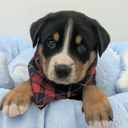 Boy 9 - Black, white and red male Greater Swiss Mountain Dog puppy in Hockessin, Delaware from Simply Swissies