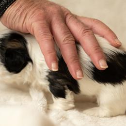 Shih Tzu Puppies from Good Lil Shih Tzu
