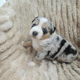 Tuk - Blue merle female Miniature Australian Shepherd puppy in Orrtanna, Pennsylvania from Mountain Top Shepherd's