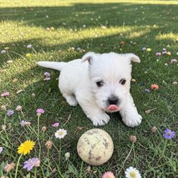 Wesley - White male West Highland White Terrier puppy in Bowling Green, Kentucky from Tiffany's Papillons
