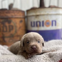 Pacey - Silver male Dilute Retriever puppy in Puyallup, Washington from 12 Door Farm Labradors