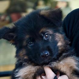 Garnet - Black and red male German Shepherd puppy in Canton, Texas from WILDWOOD GERMAN SHEPHERDS