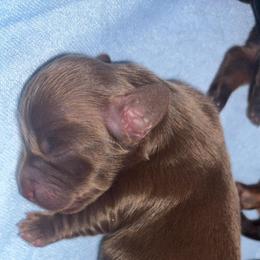 Girl 3 - Fawn (Isabella) female Dachshund puppy in Bardstown, Kentucky from A & J Doxies