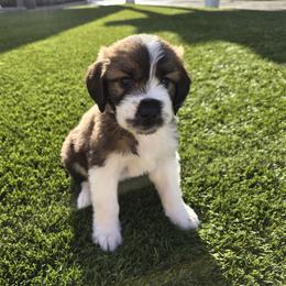 Boy 6 - male Saint Berdoodle puppy in Menifee, California from Royal Saint Bernards