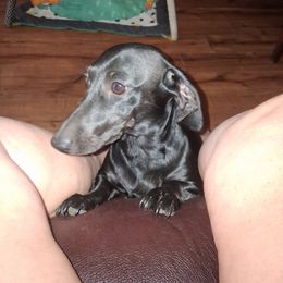 Chloe - Dachshund