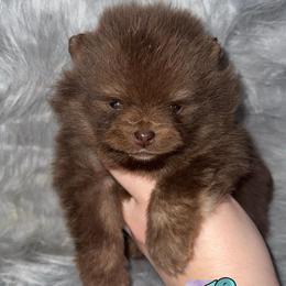 Snow - Chocolate and tan male Pomeranian puppy in Perry County, Ohio from Speechless Pom’s
