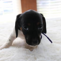 Purple - Piebald female Dachshund puppy in Peebles, Ohio from Cave Valley Hounds