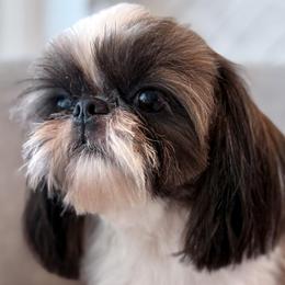 Coach - Shih Tzu