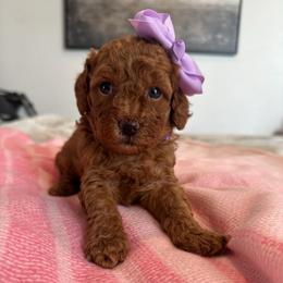 Ophelia lavender - Red  female Goldendoodle puppy in Shingle Springs, California from Creamy Retrievers