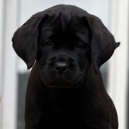 Girl 3 - Black female Labrador Retriever puppy in Montville, New Jersey from Otter Creek Labradors
