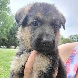 Pink - Black and red female German Shepherd puppy in Coatesville, Pennsylvania from Jessica's German Shepherds
