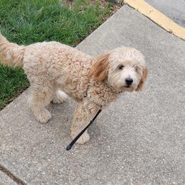 Rowan - Red  male Goldendoodle puppy in Richmond, Virginia from Highland Grove Doodles, LLC