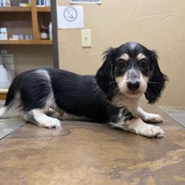 Travis Tritt - Piebald male Dachshund puppy in Irving, Texas from DFW Dachshunds by G & S