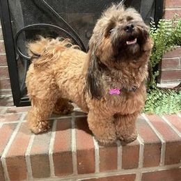 Havanese All Grown Up from Spring Meadow Havanese