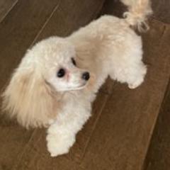 Assorted Doodle Crosses, Bernedoodles, Cavalier King Charles Spaniels, Cavapoos, Chihuahuas, and Poodles from Designer K9's