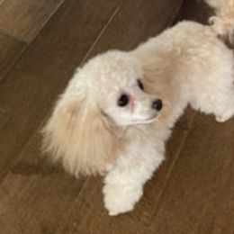 Assorted Doodle Crosses, Bernedoodles, Cavalier King Charles Spaniels, Cavapoos, Chihuahuas, and Poodles from Designer K9's