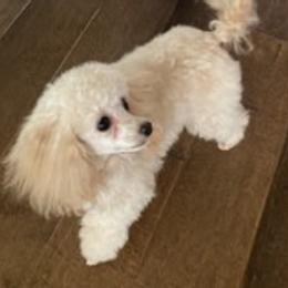Assorted Doodle Crosses, Bernedoodles, Cavalier King Charles Spaniels, Cavapoos, Chihuahuas, and Poodles from Designer K9's