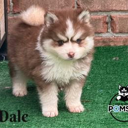 Dale - Red and white male Pomsky puppy in Eastman, Georgia from Once Upon A Pomsky