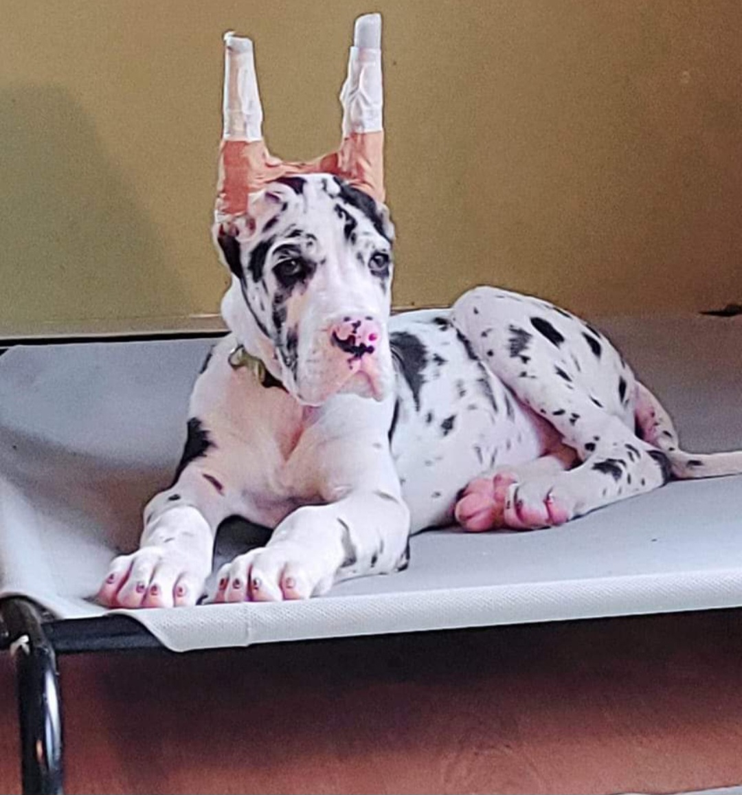 Great Dane Puppies from Bluestone Valley Danes