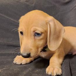 Green Boy - Cream male Dachshund puppy in Buckeye, Arizona from AZ Dachshund Proud